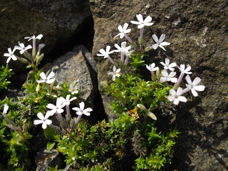 Phlox 'Tiny Bugless' en fleurs dans un bac alpin en plein soleil
